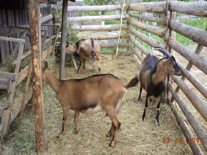 Testicolele lui Cezar la vedere