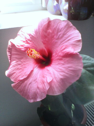 IMG_20150522_140853 - HIBISCUS ADONICUS PINK-pierdut