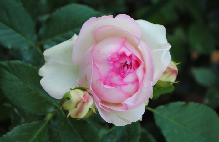 Eden Rose - 2015 trandafiri - I