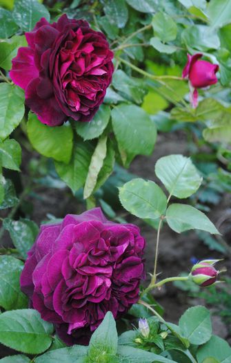 Munstead Wood - 2015 trandafiri - I