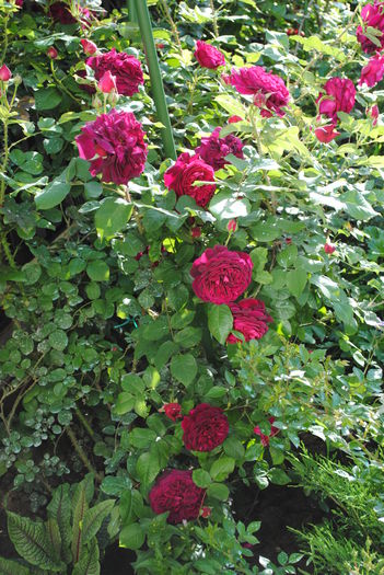 Munstead Wood - 2015 trandafiri - I