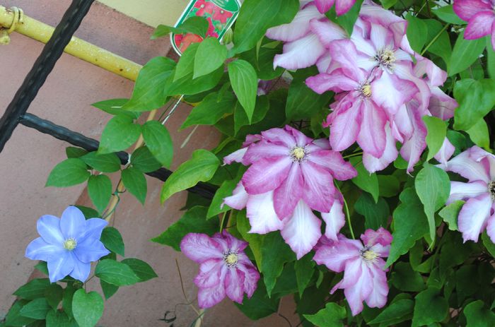 clematis Betty Risdon  Fujimusume