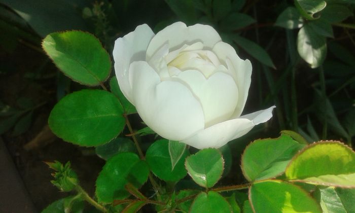 20150523_072423 - English rose -Glamis Castle