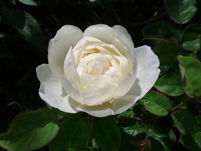 20150523_080448 - English rose -Glamis Castle