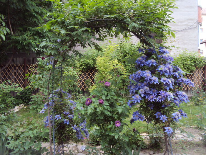 DSC06953 - 1 Clematite 2015