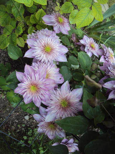 DSC06927 - 1 Clematite 2015