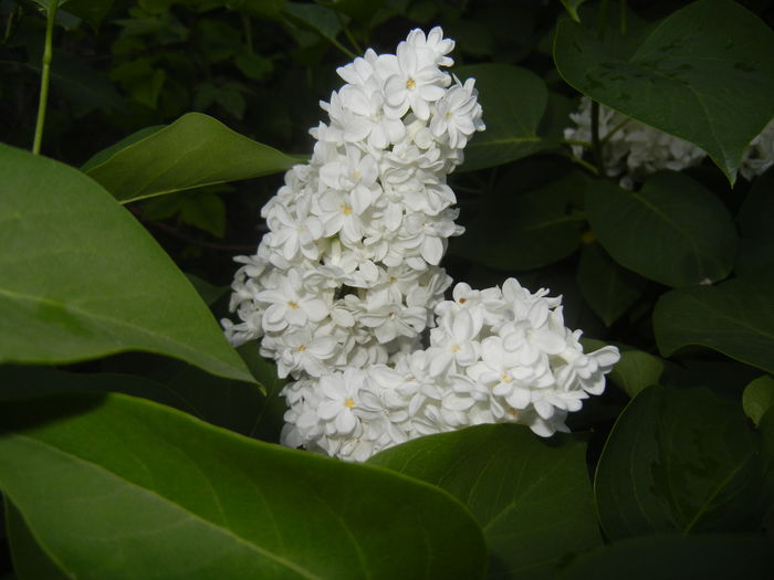 White Lilac Tree (2015, May 03) - Syringa vulgaris White