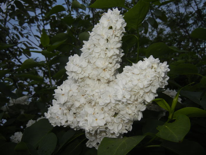 White Lilac Tree (2015, May 03) - Syringa vulgaris White