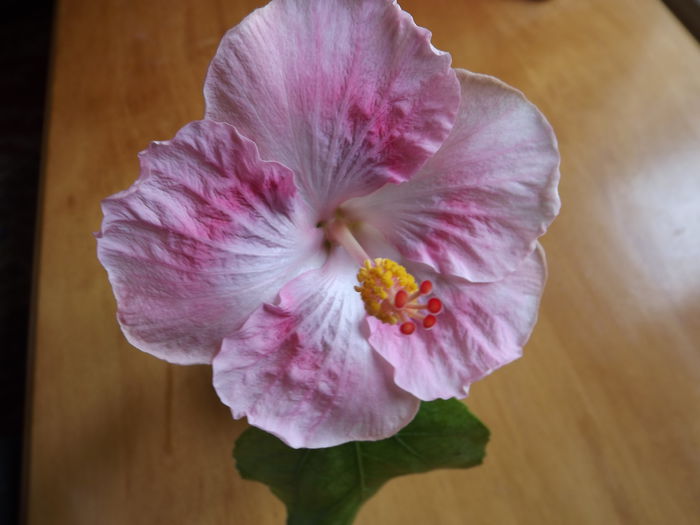 Tahitian Rasbery Star - HIBISCUSI