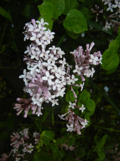 Syringa patula Miss Kim (2015, May 07) - Liliac_Syringa patula Miss Kim
