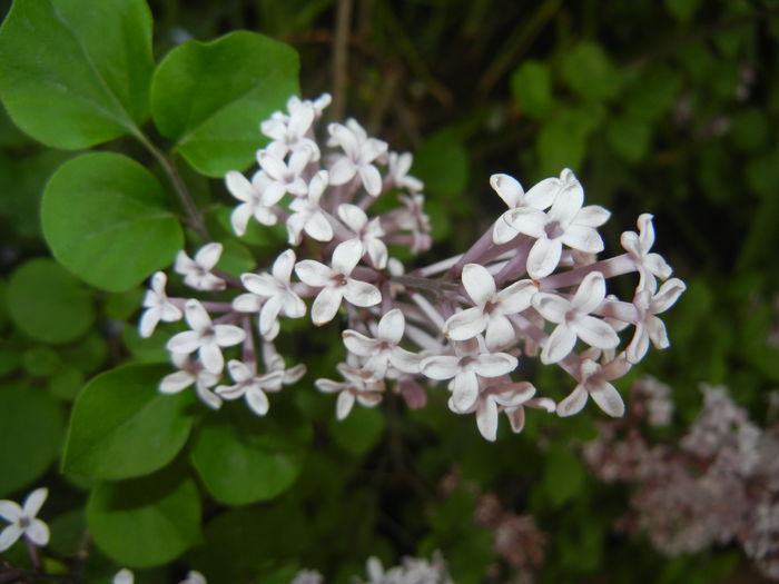Syringa patula Miss Kim (2015, May 08) - Liliac_Syringa patula Miss Kim