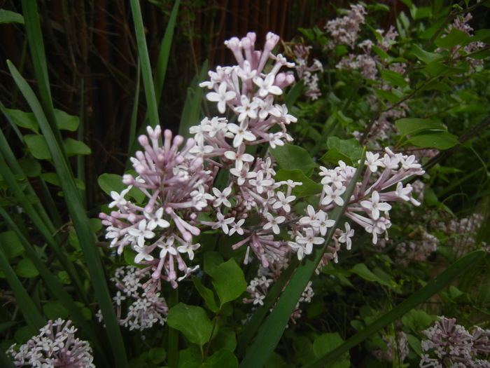 Syringa patula Miss Kim (2015, May 08) - Liliac_Syringa patula Miss Kim