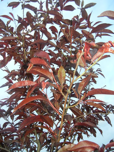 Prunus persica Davidii (2015, May 03) - Prunus persica Davidii