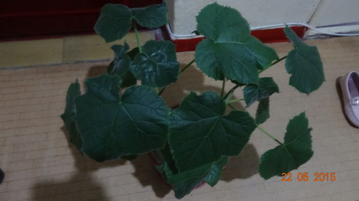 P1 - Paulownia 2014