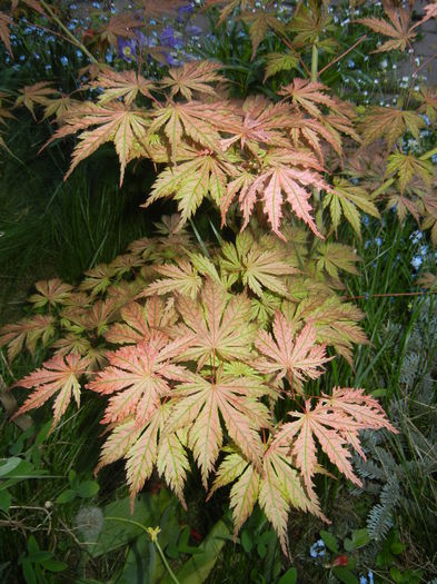 Acer palmatum Ariadne (2015, May 03)