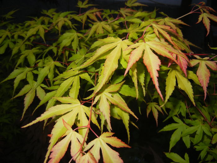 Acer palmatum Katsura (2015, May 03)