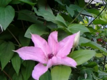 Fotografie4701 - alte flori 2