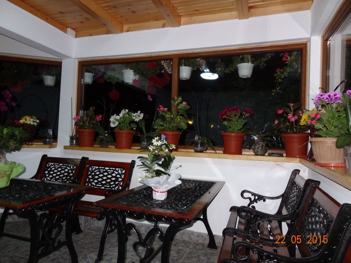 23 - P--GRADINA MEA