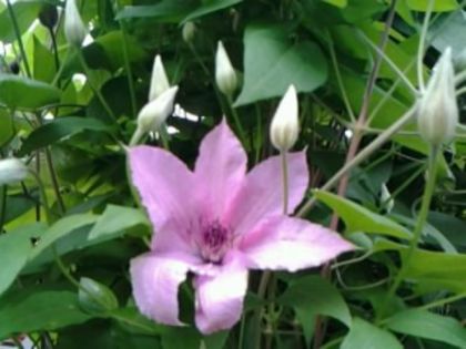 Fotografie4702 - alte flori 2