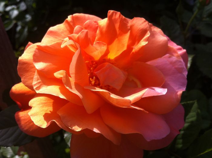 catarator portocaliu - Trandafiri 2015
