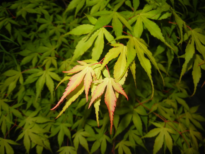 Acer palmatum Katsura (2015, May 03) - Acer palmatum Katsura