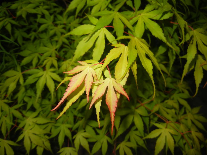 Acer palmatum Katsura (2015, May 03)