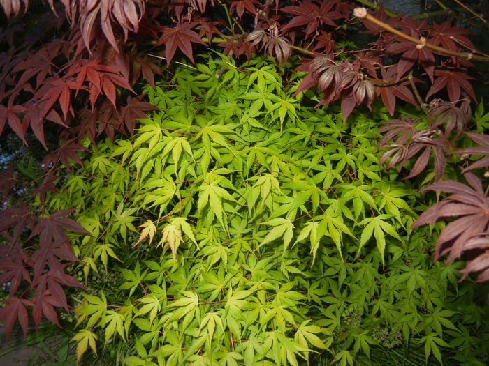 Acer palmatum Katsura (2015, May 03)