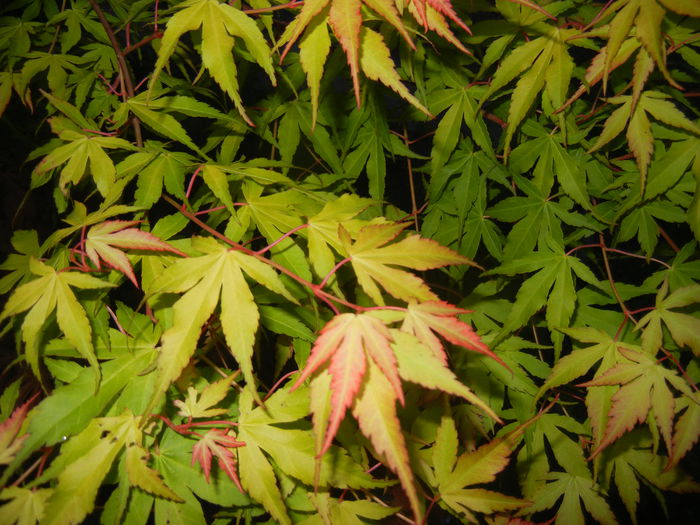 Acer palmatum Katsura (2015, May 03)