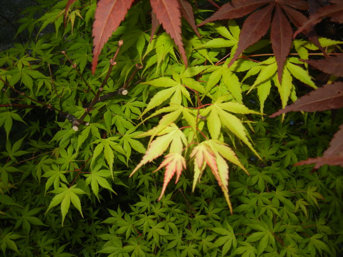Acer palmatum Katsura (2015, May 03)