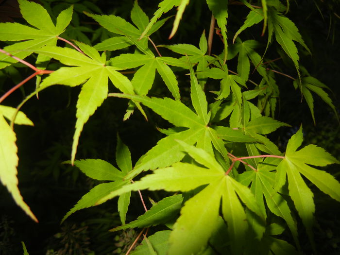 Acer palmatum Katsura (2015, May 03)