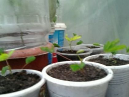 puiuti de mimosa
