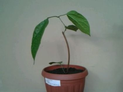 clero splendens; mul%u0163umesc Florina

