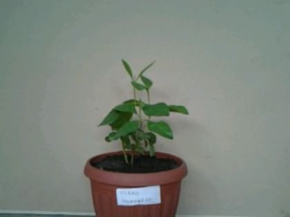clero ugandese; mul%u0163umesc Florina
