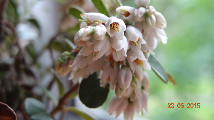 Merisor in plina floare - Vindem Puieti Merisor  Vaccinium vitis idaea