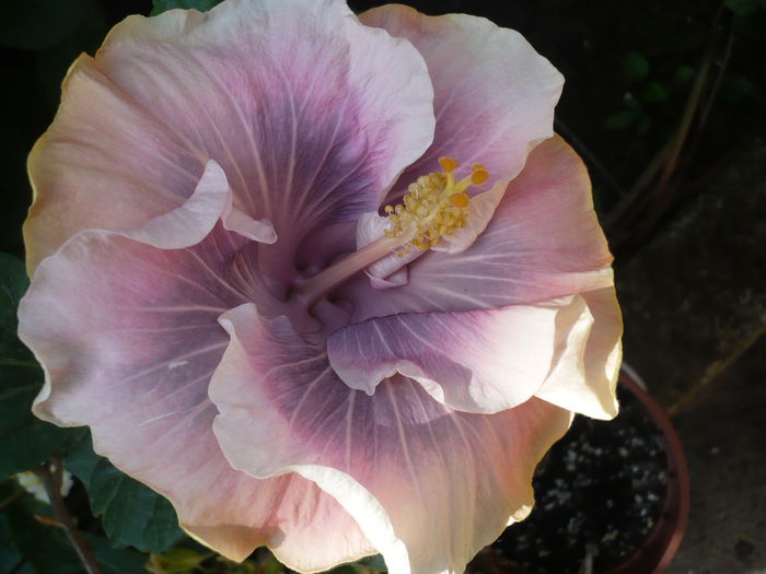 23.05.2015 - HIBISCUSI 2015-1