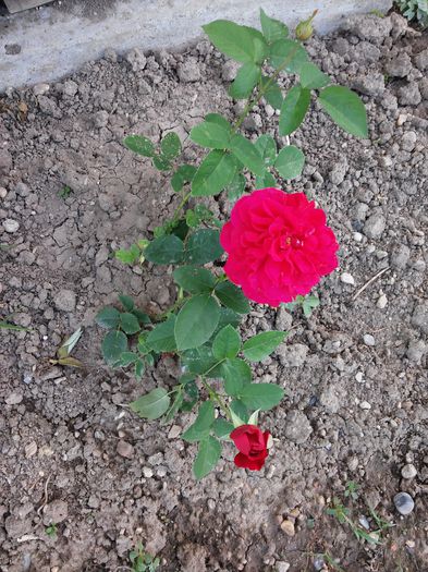 20150520_164909 - trandafiri 2015