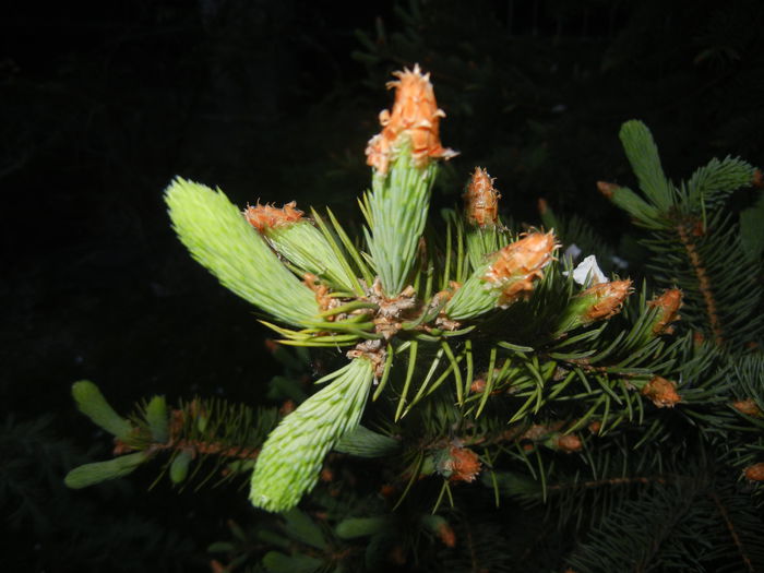 Picea abies (2015, April 28)