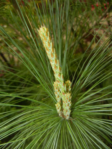 Pinus wallichiana Densa Hill (15, Apr.30) - Pinus wallichiana_Bhutan Pine