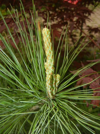 Pinus wallichiana Densa Hill (15, Apr.30) - Pinus wallichiana_Bhutan Pine