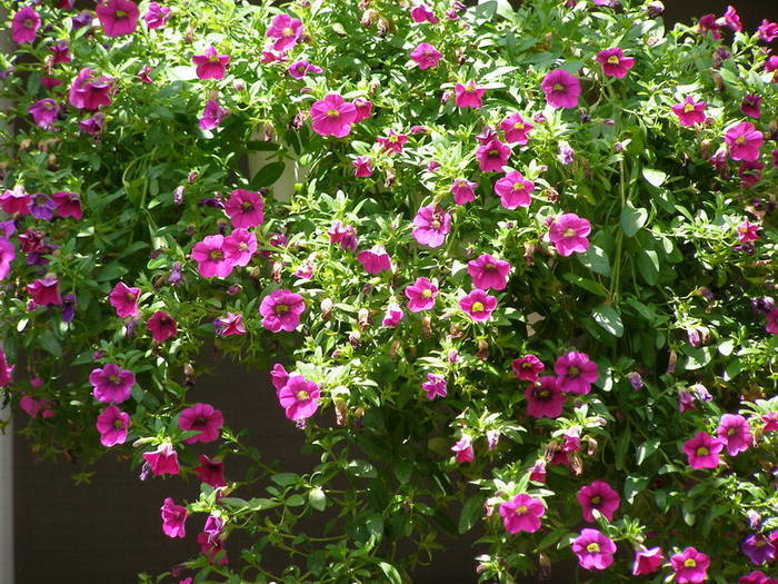 BOUCUMYJNEWEZZCVIYN[1] - flori roz