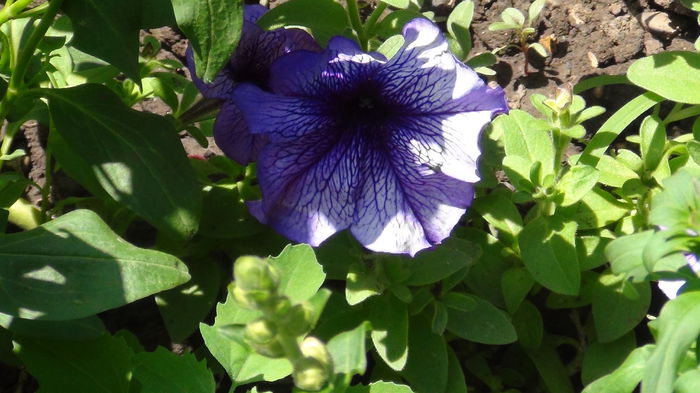 DSC02343 - mai 2015