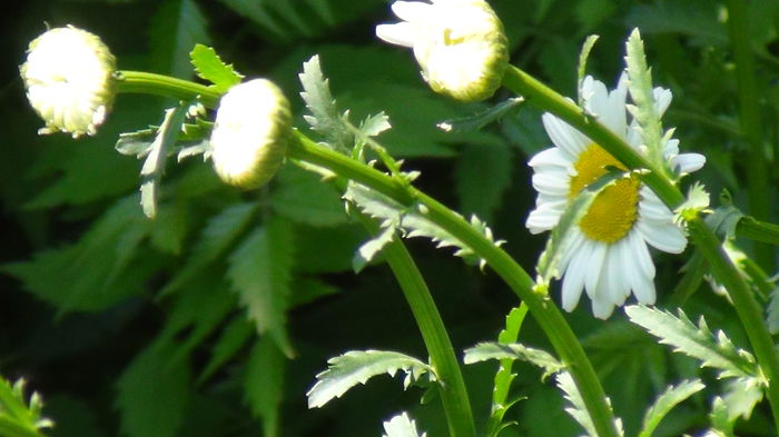DSC02346 - mai 2015