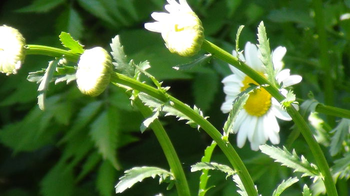 DSC02347 - mai 2015