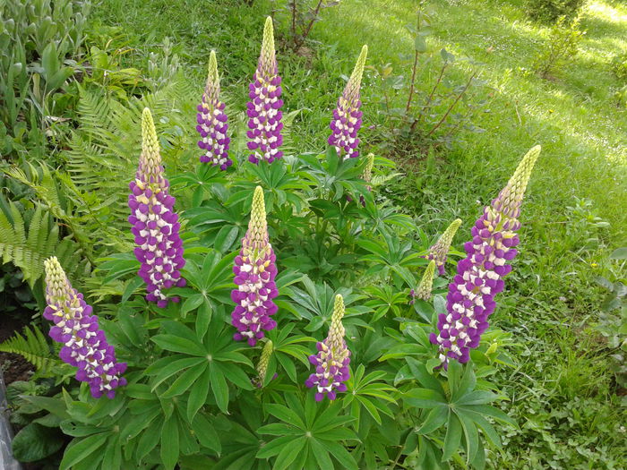 Fotografie0007 - AAAAA_LUPIN 2015_2017_2018_2019_2020