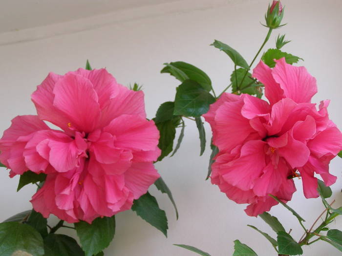 VOVJKIBLDCOGLANEWYU[1] - flori roz