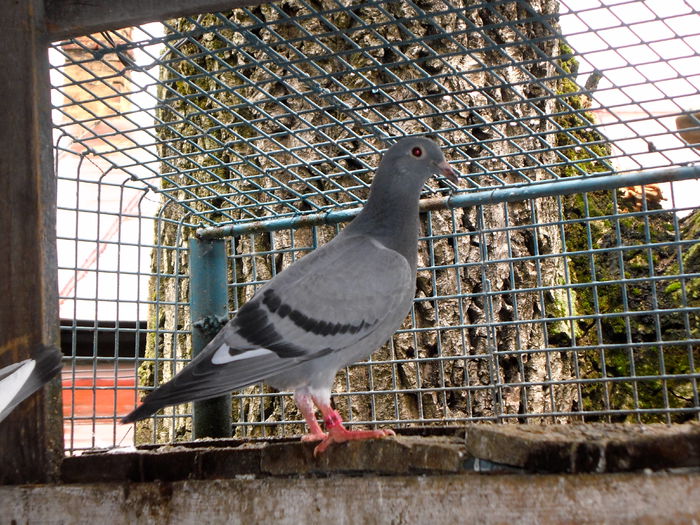 Pui 2015 Hagens-Aarden-Thone-Vambruaene