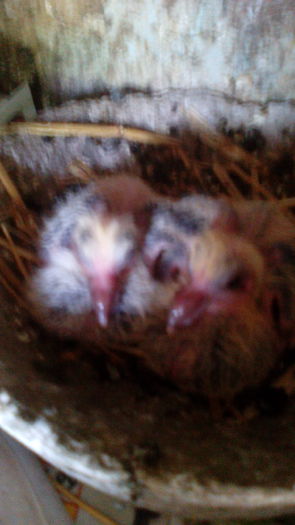 IMG_20150523_140413 - tineret roleri 2014