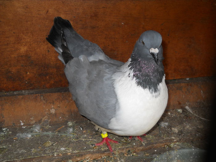 femela 2010 - Porumbei veniti 2015