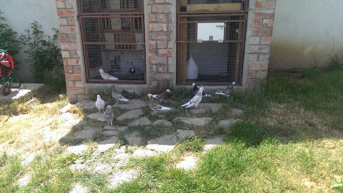 IMAG6698 - G-diverse poze cu porumbeii mei