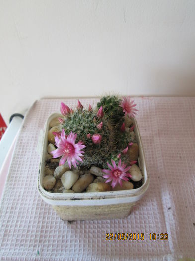 001 - cactusi